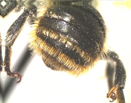 Réf. 303 330 : Osmia aurulenta